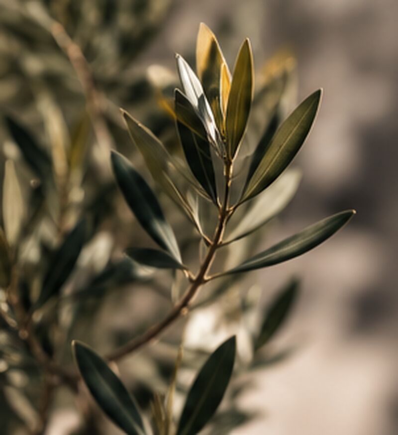 Olive branch with fresh leaves