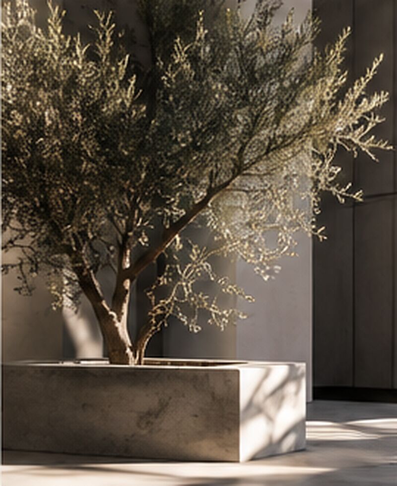 Young olive tree in a concrete planter